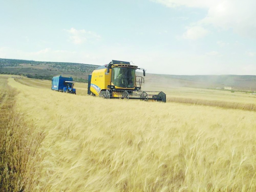 Yavuzeli ilçesinde buğday ve arpa hasadı sürüyor