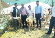 Kişi başına düşen hayvan sayısı azaldı