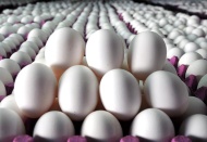 Türkiye'den Tayvan’a ihraç edilen 127 ton yumurtada kanserojen madde tespit edildi