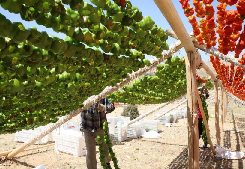 Kurutmalıklar, iplere dizildi, güneşe bırakıldı