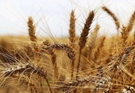 TMO'da randevu krizi çözülemedi, çiftçinin zararı büyüdü