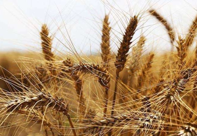 TMO'da randevu krizi çözülemedi, çiftçinin zararı büyüdü