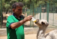 Deve yavrusu, biberonla besleniyor
