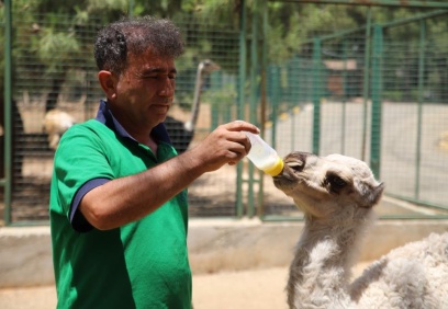 Deve yavrusu, biberonla besleniyor