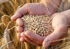 Buğday fiyatları beş ayın zirvesinde