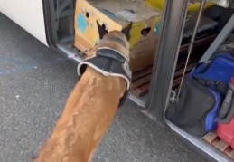 Esrar bu kez güvercin kutularına girdi