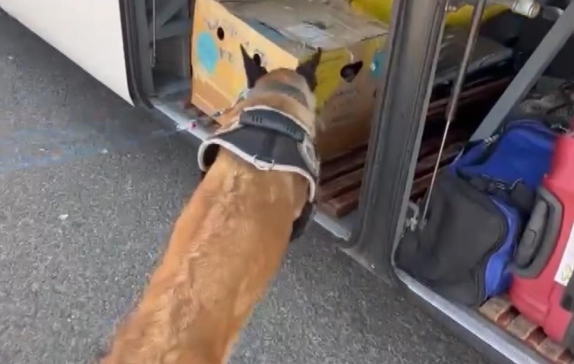 Esrar bu kez güvercin kutularına girdi