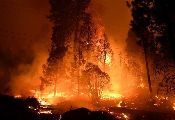 Son 10 yılda yaklaşık 82 milyon hektarlık ormanlık alan yok oldu