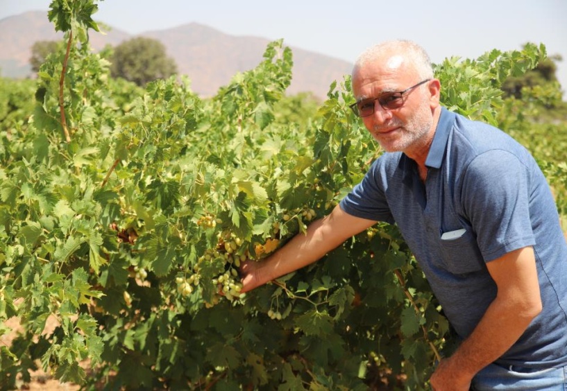 İslahiye’de üzüm rekoltesi düştü