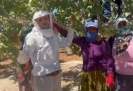 Boz fıstık hasadına davullu-zurnalı başlangıç