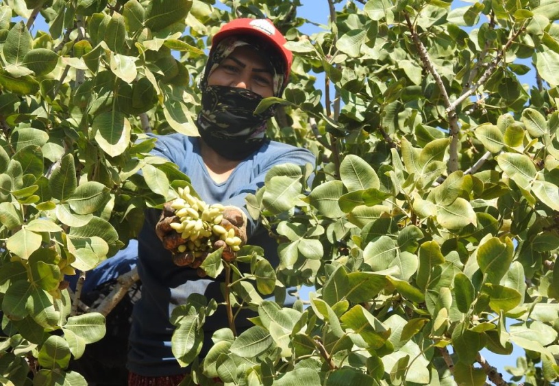 Kilis’te de hasat başladı