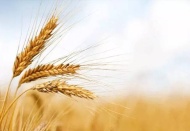 Buğday fiyatları yükseldi