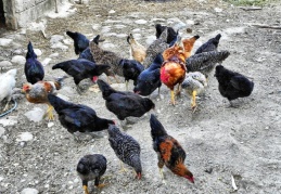 Tavuk üretimi azaldı