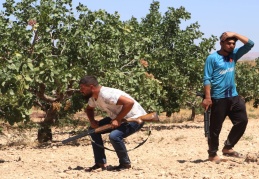 Fıstık bahçelerinde bekçiler günlük 1000 liraya nöbet tutuyor