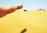 12 çeşit bulgur üretiliyor