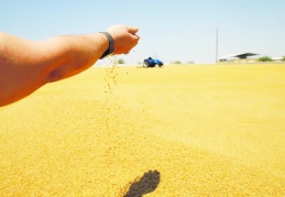 12 çeşit bulgur üretiliyor