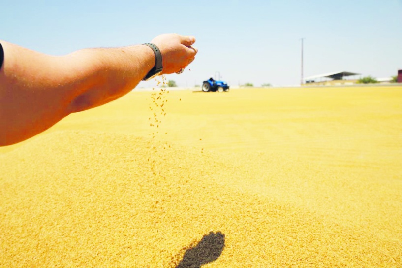 12 çeşit bulgur üretiliyor