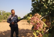 İklim değişikliği Siirt fıstığı’nı da vurdu