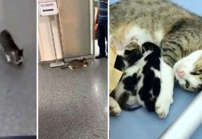 Anne kedi, ağzında taşıdığı yavrusunu acil servise getirdi