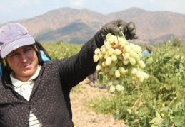 İslahiye’de, Antep karası ile Hatun Parmağı hasadı yapılıyor