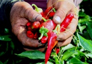 İslahiye, biber üretiminin yüzde 90’ını tek başına yapıyor