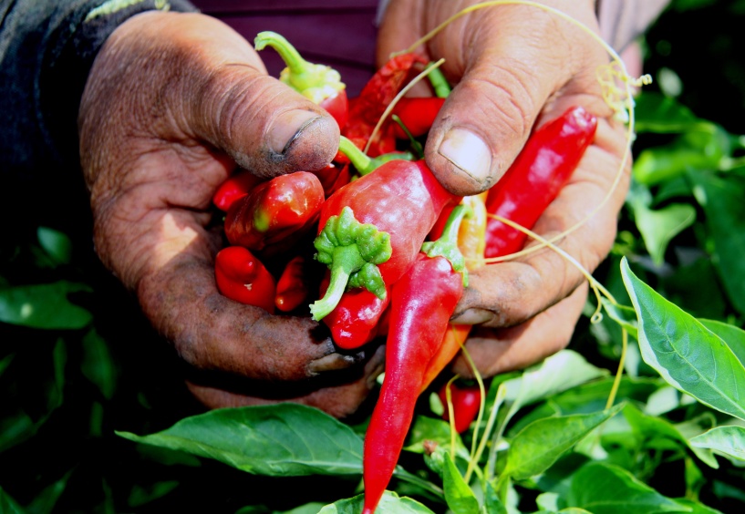 İslahiye, biber üretiminin yüzde 90’ını tek başına yapıyor