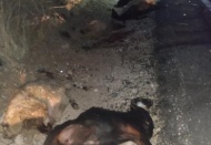 Kamyonet koyunların arasına daldı, 25’i telef oldu
