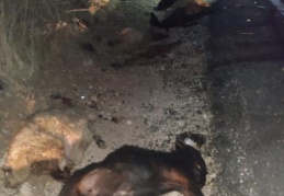 Kamyonet koyunların arasına daldı, 25’i telef oldu