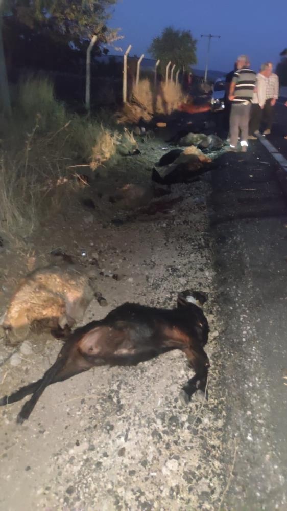 Kamyonet koyunların arasına daldı, 25’i telef oldu