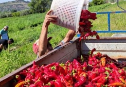 Tarladan 5 liraya yola çıkan biber pazarda 35 lira