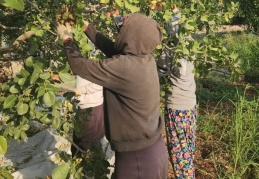 Diyarbakır da fıstık üretimine yöneldi