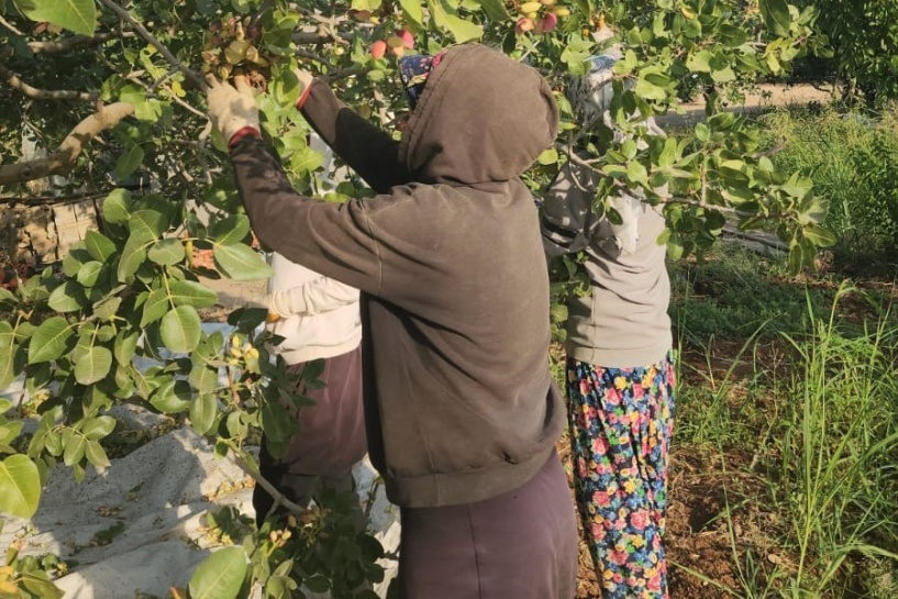 Diyarbakır da fıstık üretimine yöneldi