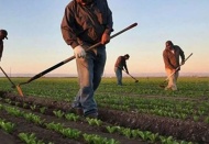 Çiftçi Kayıt Sistemi'ne kayıtlar başlıyor