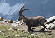 HES’ler, maden ocakları, yangınlar ve avcılık, dağ keçilerinin yaşamını tehdit ediyor