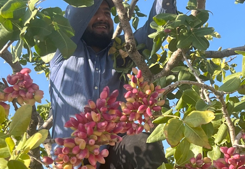 Ben Antep fıstığı fiyatı çiftçiyi memnun etti