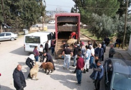 Deprem bölgesinde üreticiye küçük baş hayvan ve arılı kovan dağıtıldı