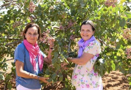 TEMA işbirliği ile fıstıkta verim 2,5 katına çıktı