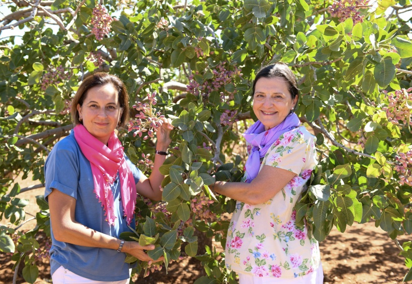 TEMA işbirliği ile fıstıkta verim 2,5 katına çıktı