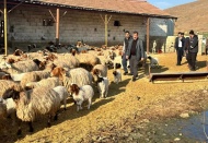 Deprem bölgesinde, 43 bin 317 baş küçükbaş hayvanın dağıtımı yapıldı