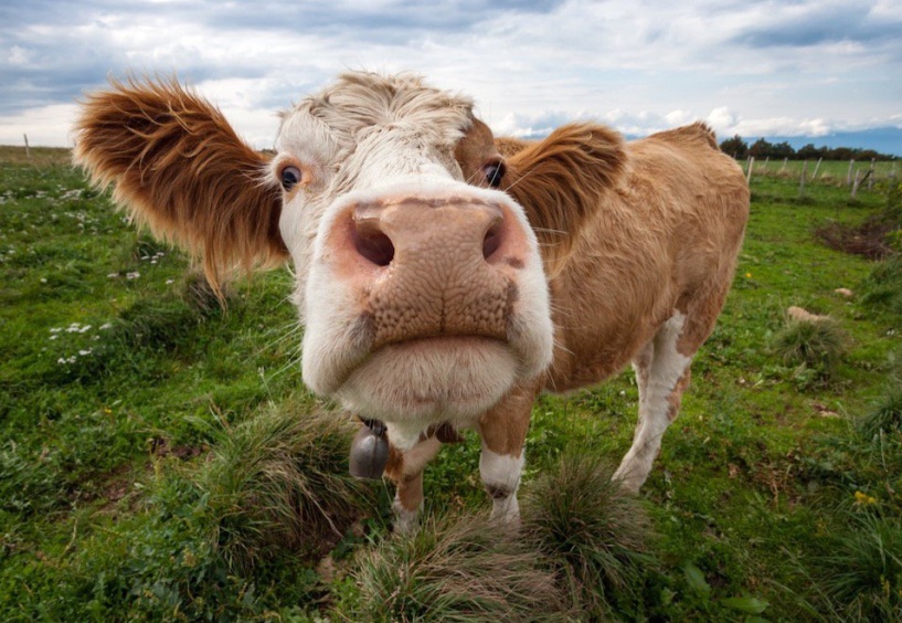 Hayvancılık hızla geriliyor