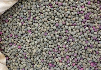 Bamya tohumu şifa kaynağı