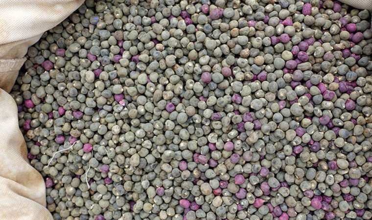 Bamya tohumu şifa kaynağı