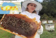 750 bal ormanımız var