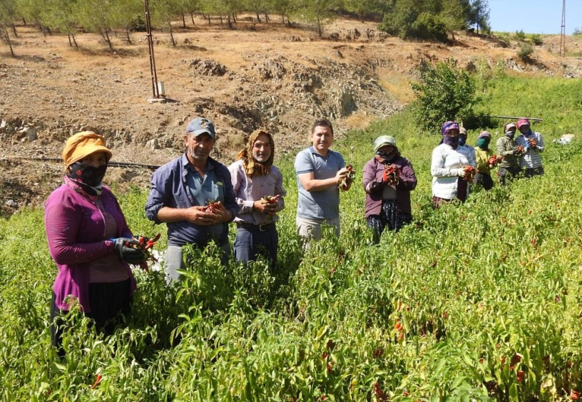 Son 10 yılın en düşük rekoltesi