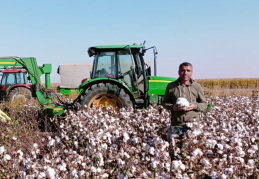 Bölge üreticisi pamuk taban fiyatına tepkili: !İki kilo pamuk bir litre benzin etmiyor