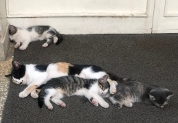 Kimliklendirilen "dost"larımızın sayısı 2 milyonu aştı