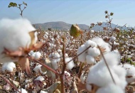 7 Ekim Dünya Pamuk Günü: Pamuk, çok geniş bir kesimin gelir kaynağı