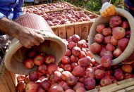 Tarlada 3 lira olan elma, markette 30 lira