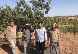 Fıstık üreticisinin yıllardır değişmeyen kaderi: Tüccarın eline terkedilmek