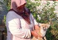 Yaralı tilkiyi 2 gün evinde besledi